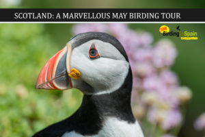 Atlantic Puffin and Marvellous May Scotland Tour 