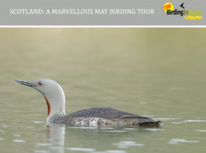 Red-throated Diver and Marvellous May Scotland Tour