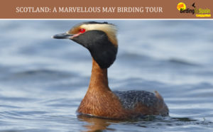 Slavonian Grebe and Marvellous May in Scotland