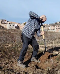 Planting a tree in Bovera