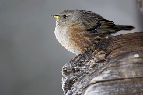 Alpine Accentor, Prunella collaris