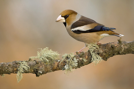 Hawfinch, Coccothraustes coccothraustes