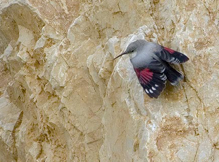 Winter Wallcreeper, Tichodroma muraria