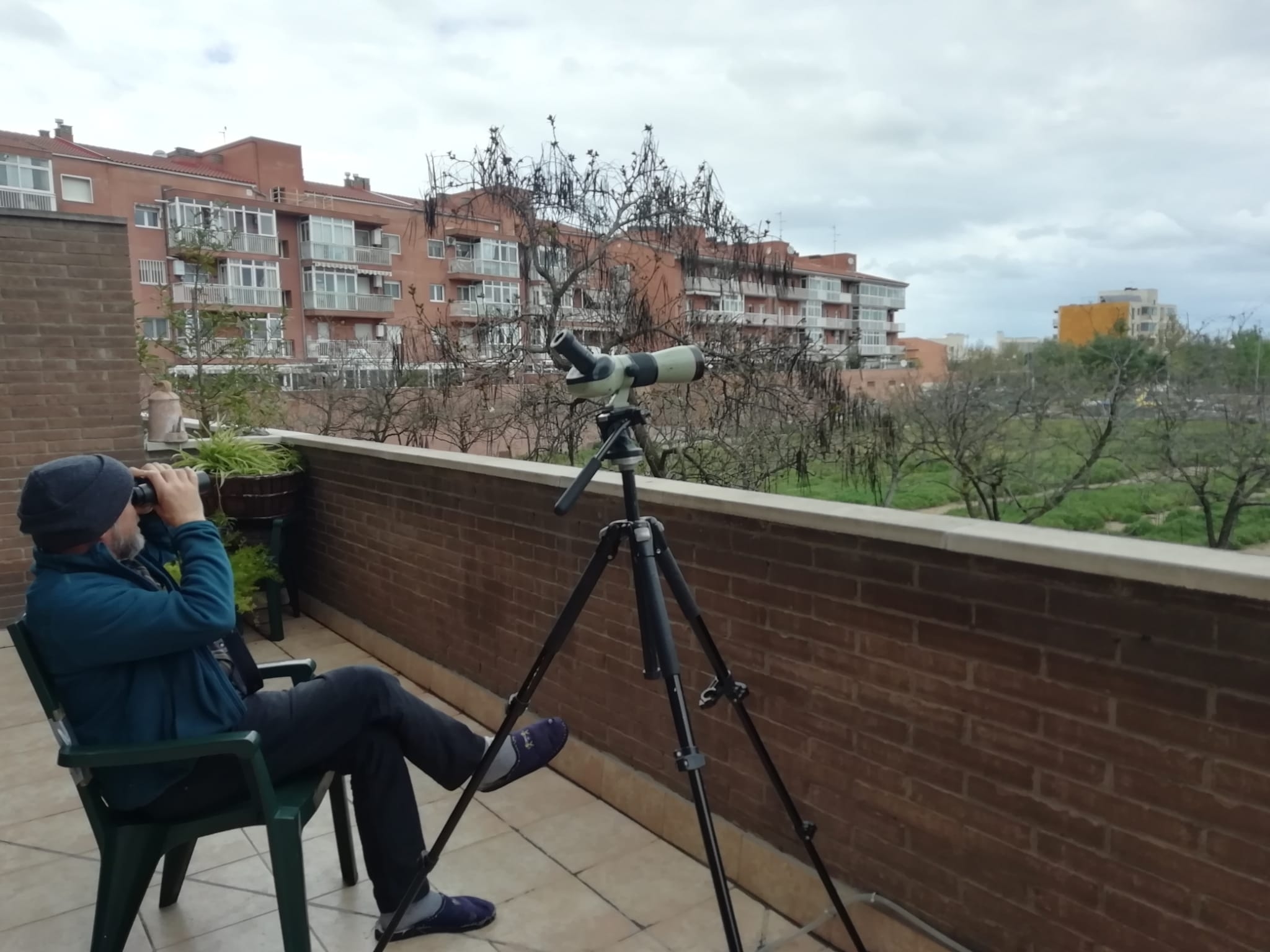 Balcony birding in Lleida