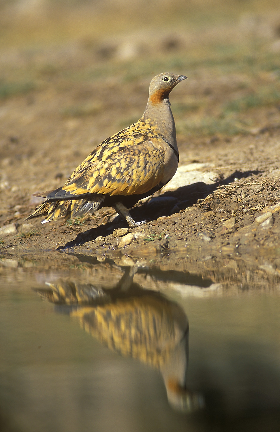 Black-bellied Sandgrouse