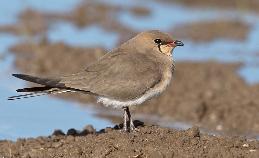 Collared Pratincole