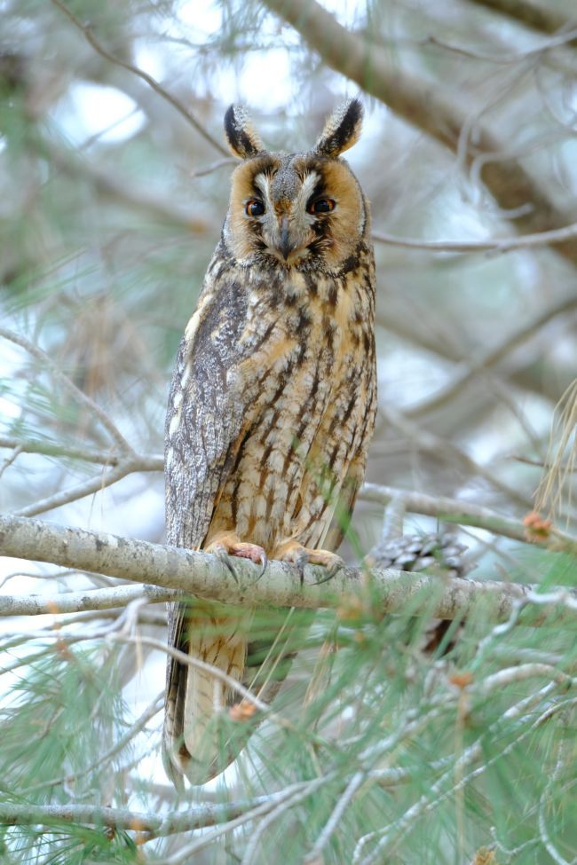 Long-eared Owl