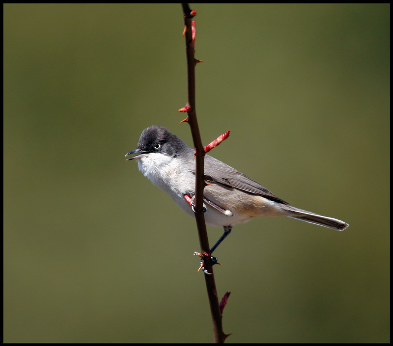 Western Orphean Warbler