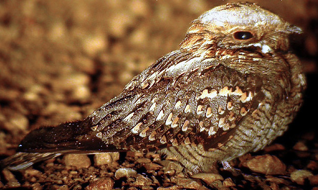 Red-necked Nightjar