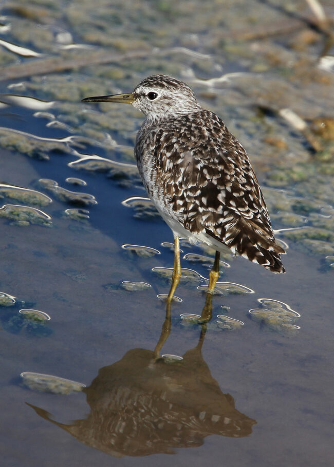 Wood Sandpiper