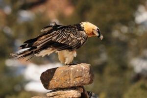 Lammergeier, Gypaetus barbatus