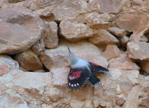 Wallcreeper, Tichodroma muraria