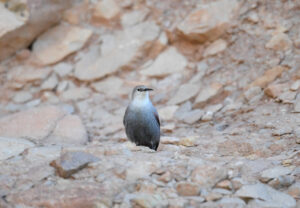 Wallcreeper, Tichodroma muraria