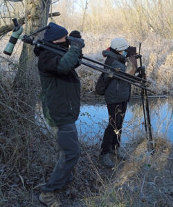 counting winter waterbirds