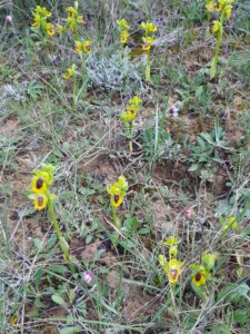 Yellow Bee Orchids