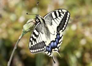 scarce swallowtail