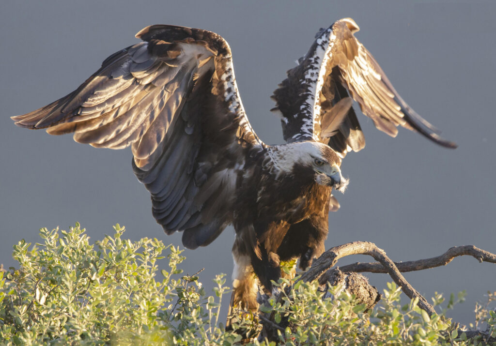 Spanish Imperial Eagle