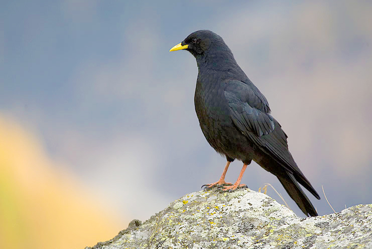 Alpine or Yellow-billed Chough