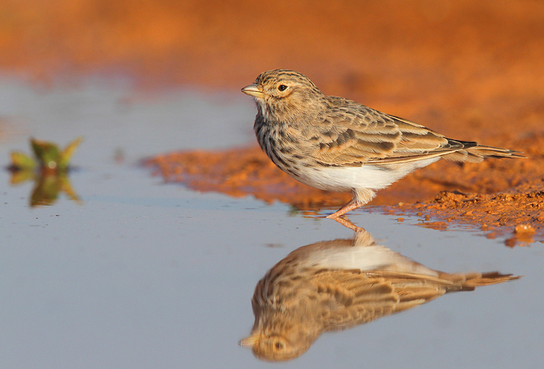 Mediterranean Short-toed Lark