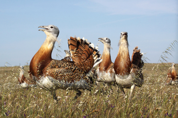 Great Bustard Otis tarda