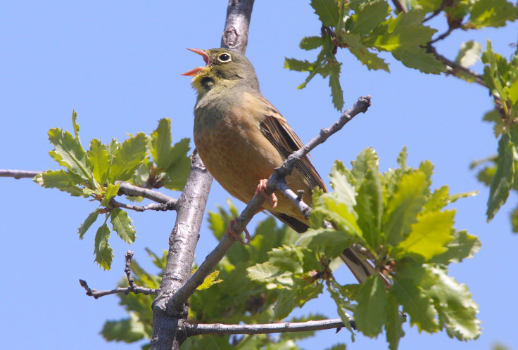 Ortolan Bunting