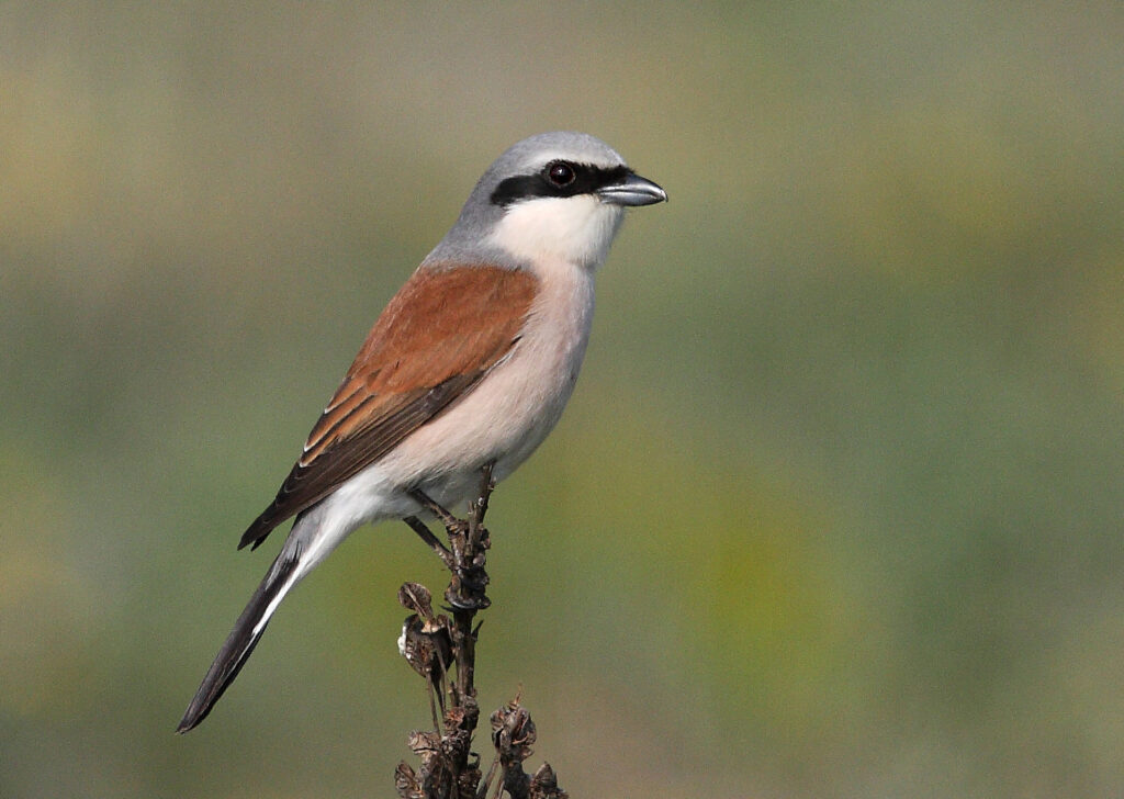 Red-backed Shrike Lanius collurio