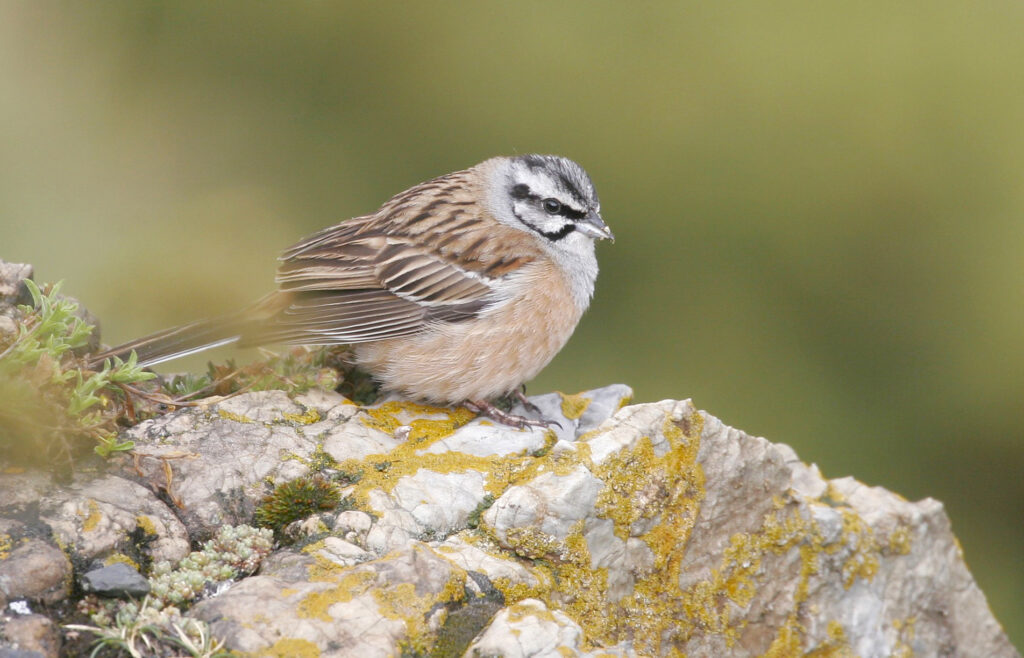 Rock Bunting Emberiza cia