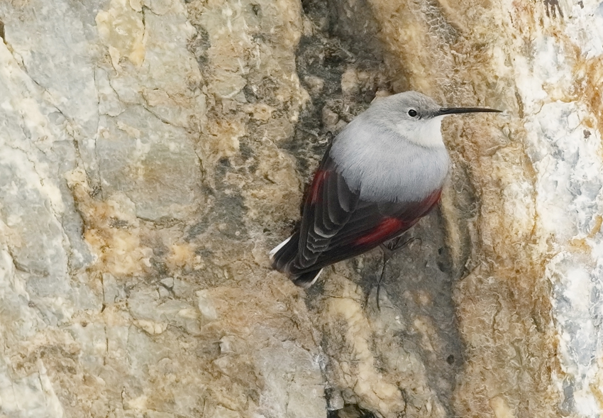 Wallcreeper Tichodroma muraria