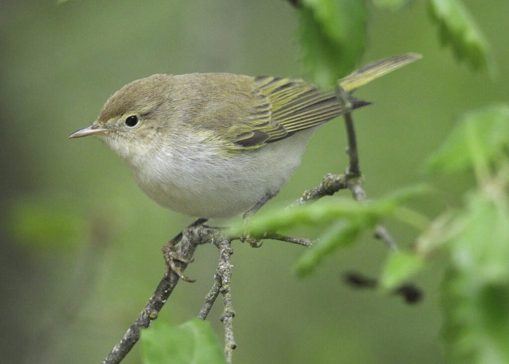 Western bonelli's Warbler Phylloscopus bonelli