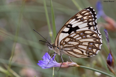 Western Marbled White