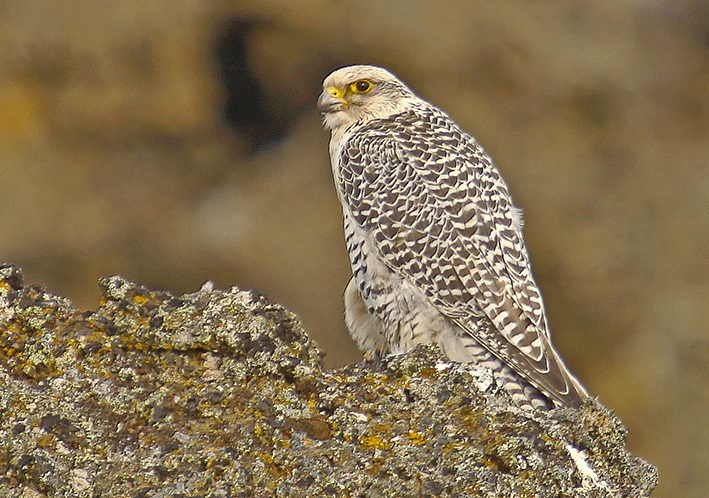 Gyrfalcon