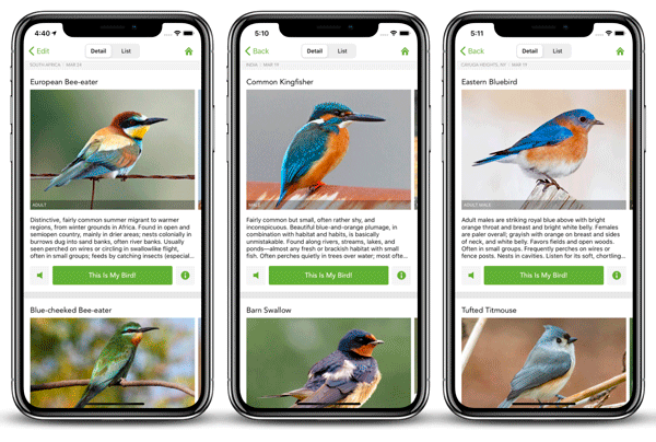Attracting birds with bird call apps