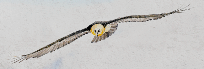 Lammergeier in flight