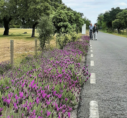 Walking with the lavender