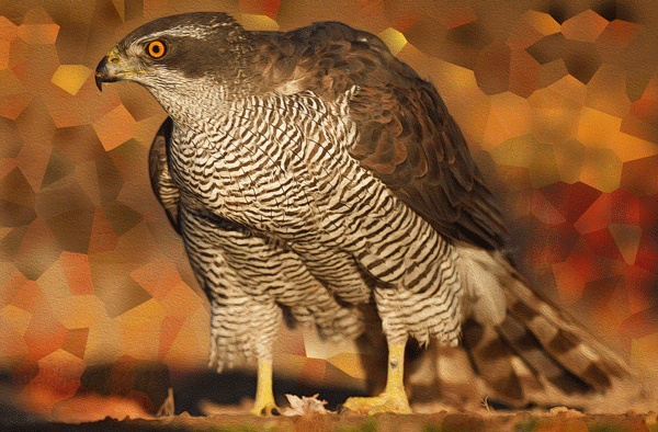 Goshawk