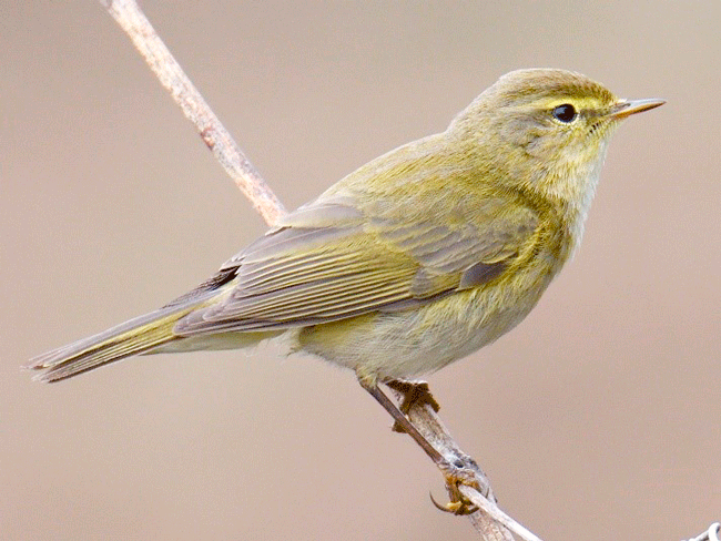 Common Chiffchaff