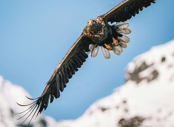 White-tailed Eagle