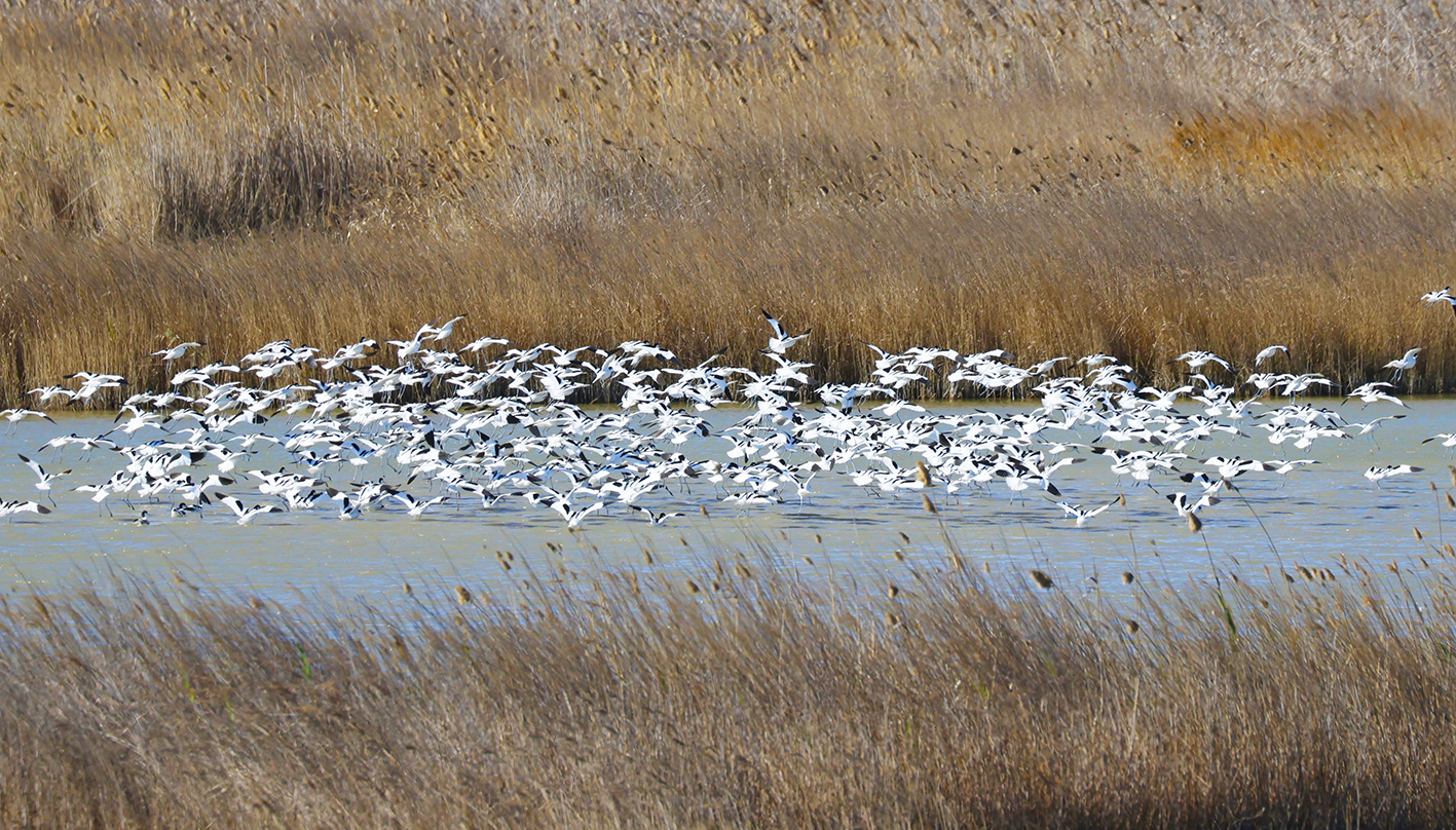 Ebro delta birding: a flock of Avocets