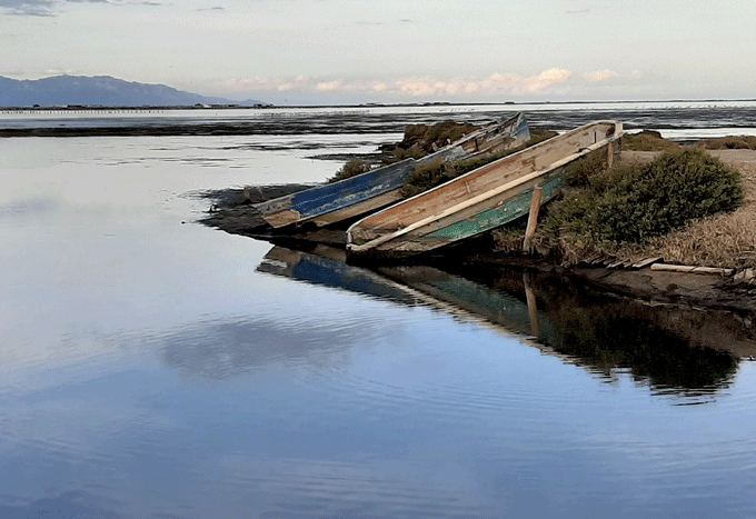 Ebro delta birding destination