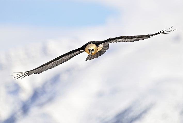 Lammergeier in flight