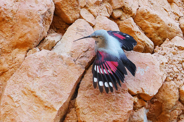 Winter Wallcreeper tour