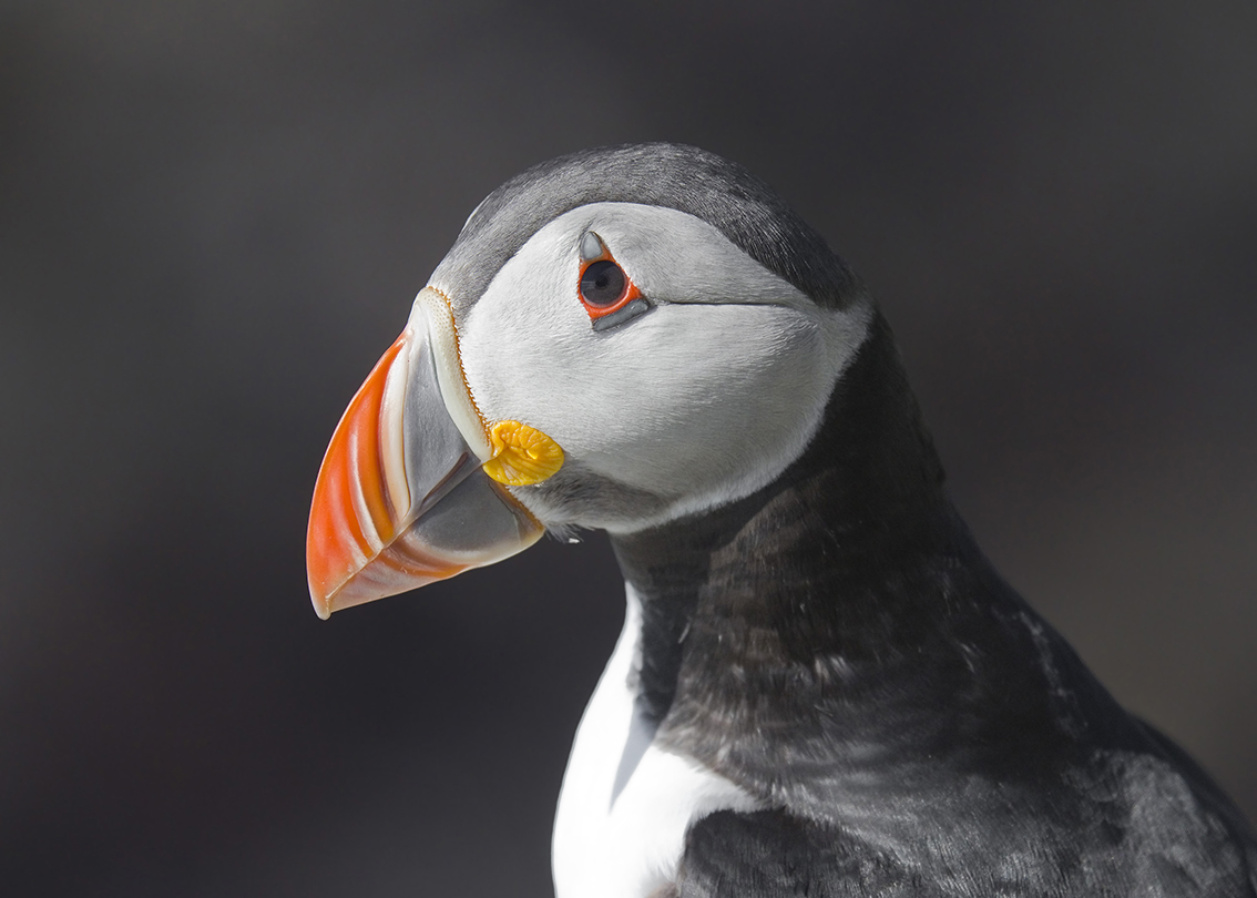 Atlantic Puffin, Iceland