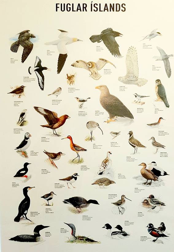Birds of Iceland poster