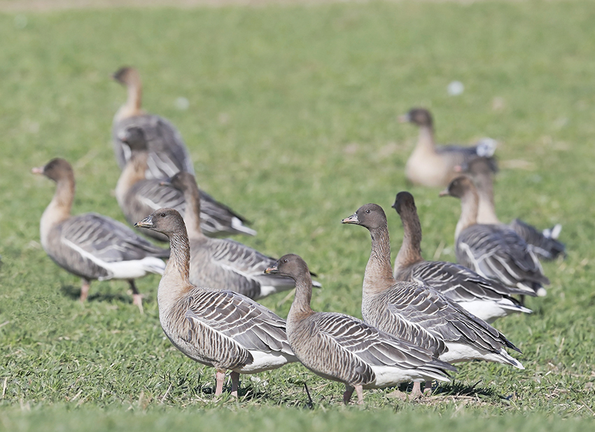 Pink-footed Goose flock