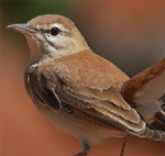 Rufous Bush Robin – Erythropygia galactotes