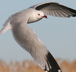 Audouin’s Gull – Ichthyaetus audouinii