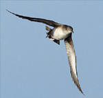 Balearic Shearwater – Puffinus mauretanicus