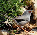 Balearic Warbler – Sylvia balearica