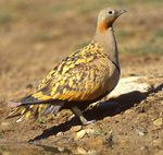 Black-bellied Sandgrouse – Pterocles orientalis