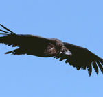 Black Vulture – Aegypius monachus